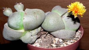 Pleiospilos, la buffa succulenta nota anche come “pietra vivente”