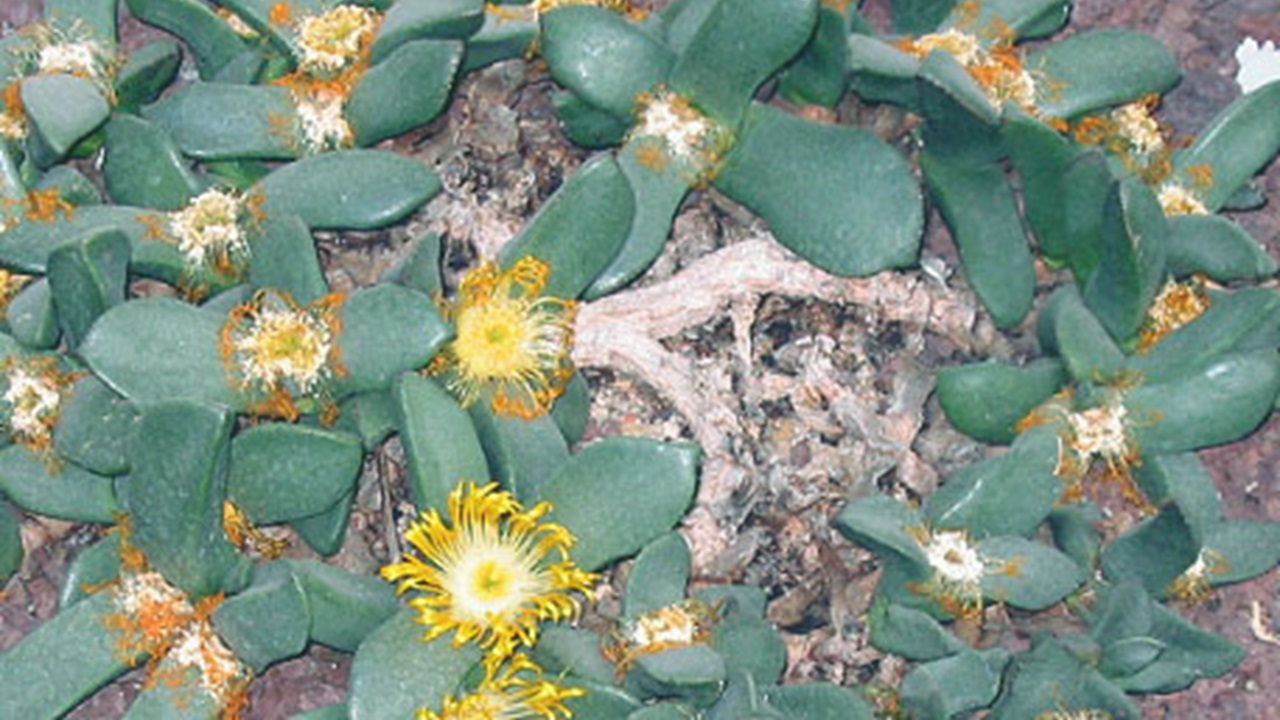 pleiospilos succulente