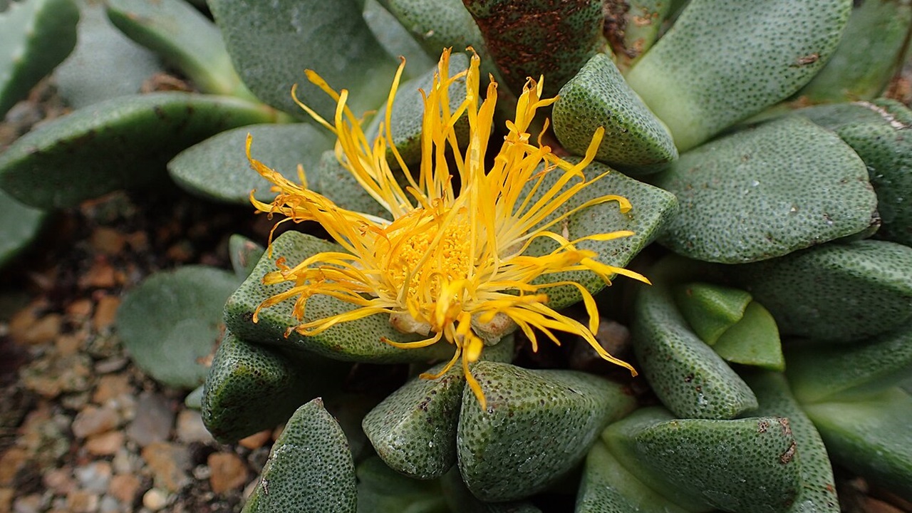 pleiospilos