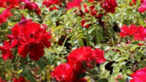 Polyantha: tutto ciò che c’è da sapere su questa rosa