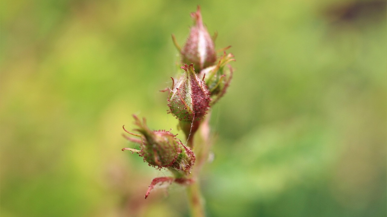 bocciolo di Polyantha