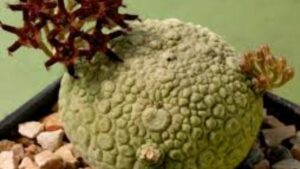 Pseudolithos: tutto ciò che c’è da sapere su questo genere di cactus
