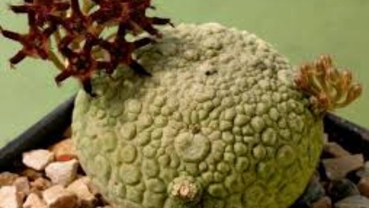 Pseudolithos coltivato