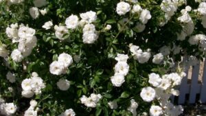 Rampicante facile e veloce: fiori bianchi per tutta la stagione