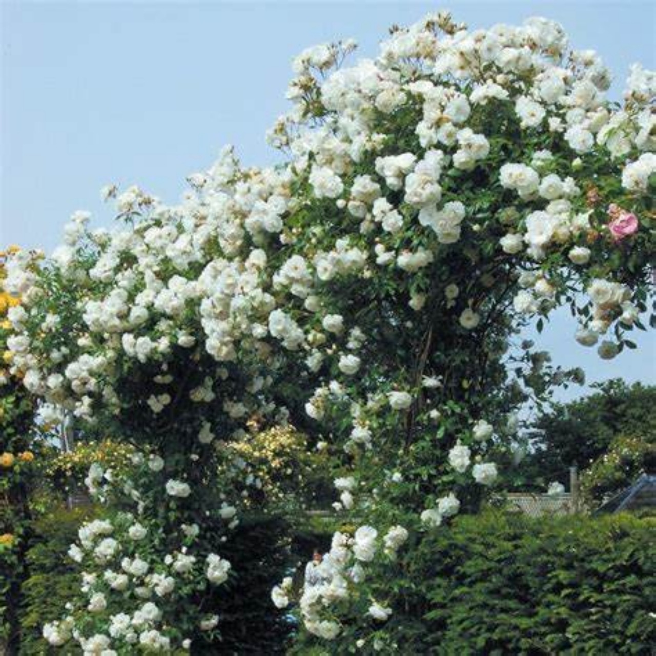 Rampicante: rosa iceberg
