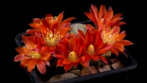 Rebutia heliosa: benefici e curiosità di questa piccola succulenta