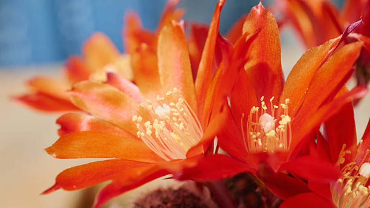 fiore arancione di rebutia