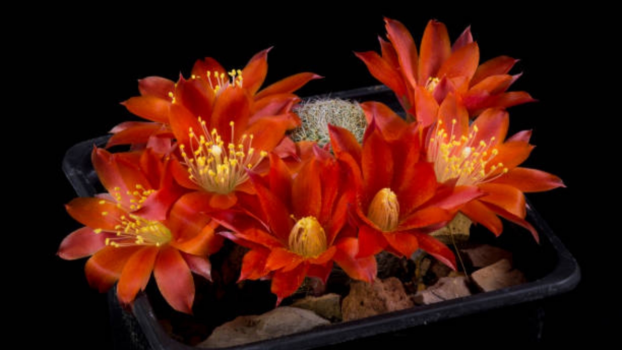 rebutia heliosa in fiore