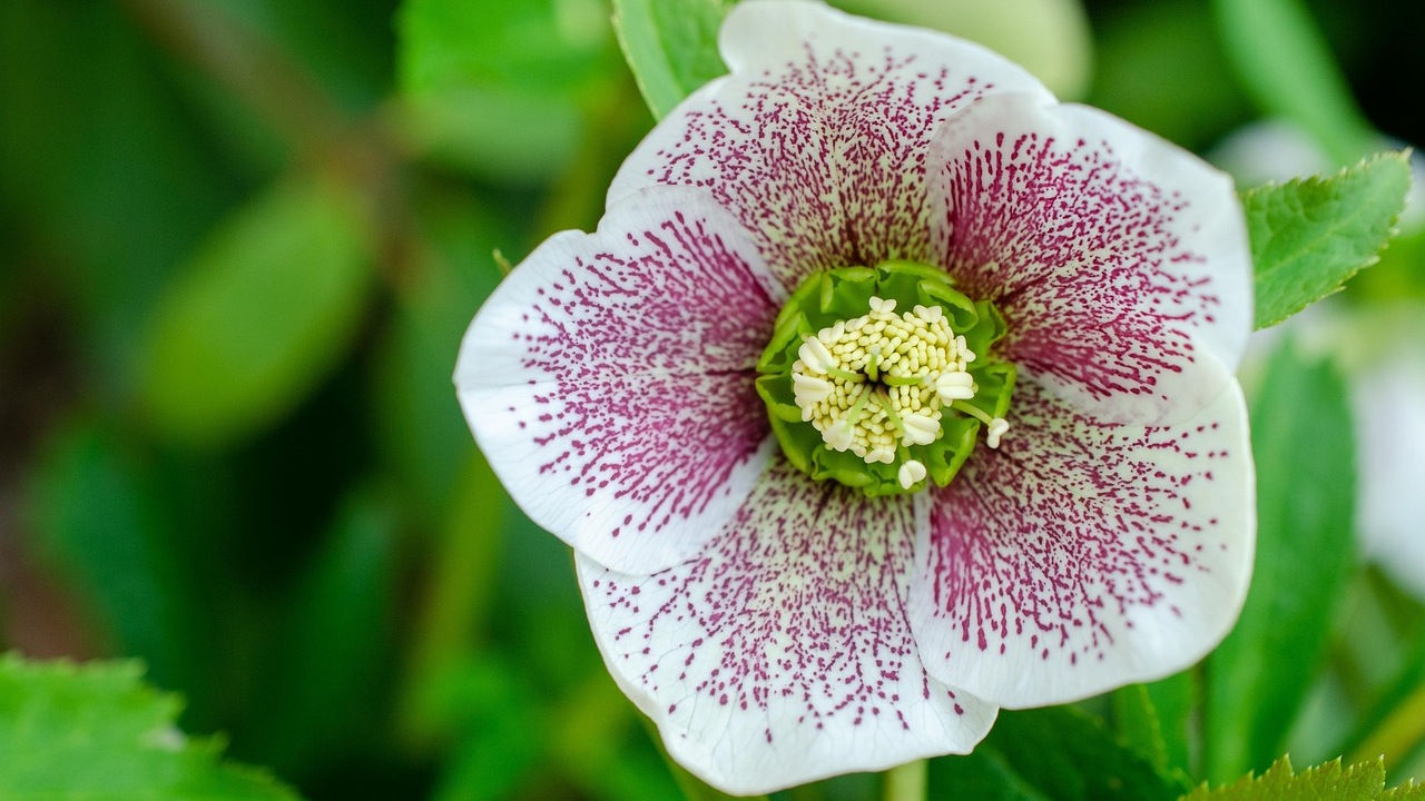 Rosa quaresimale: consigli per la sua cura 