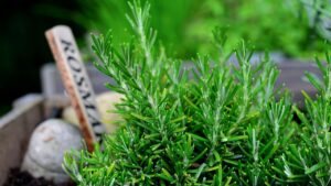 5 piante facili da curare per abbellire il tuo balcone