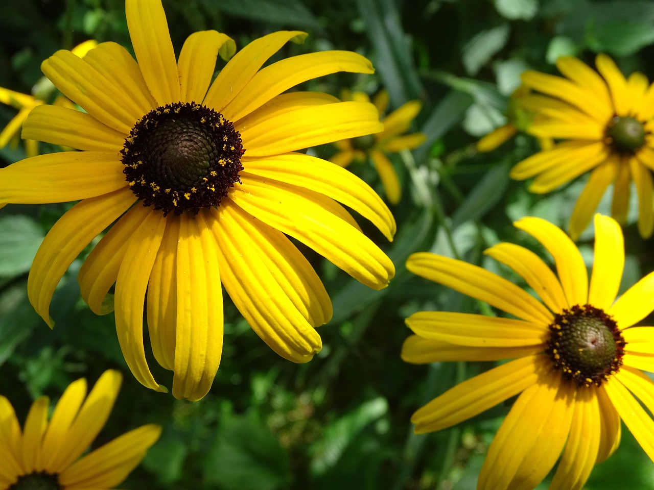 Rudbeckia: piante da seminare a Marzo