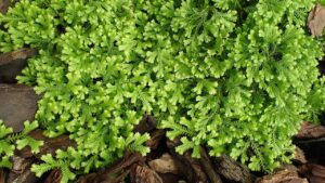 Selaginella kraussiana, come prendersi cura di questa pianta che sembra una felce, ma non lo è
