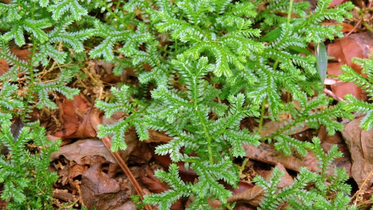 selaginella kraussiana