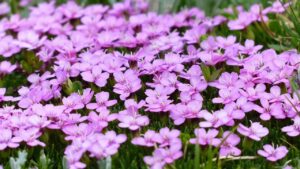 Silene: come far brillare il tuo giardino con fiori colorati e facili da curare