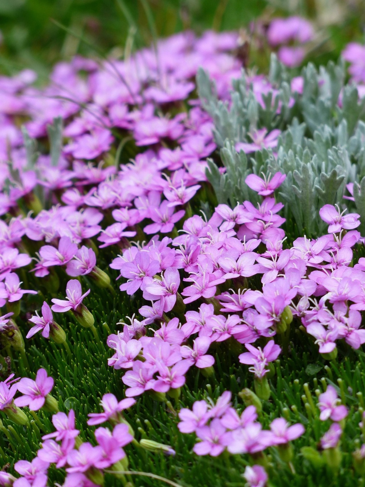 Silene: fiore decorativo