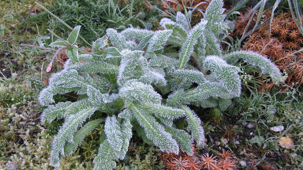 Stachys byzantina orecchie coniglio