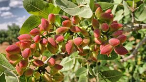 Talea di pistacchio: il metodo semplice per moltiplicare la pianta con successo