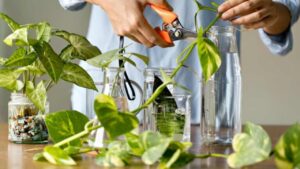 Perché le talee di Pothos in acqua non radicano e come risolvere il problema