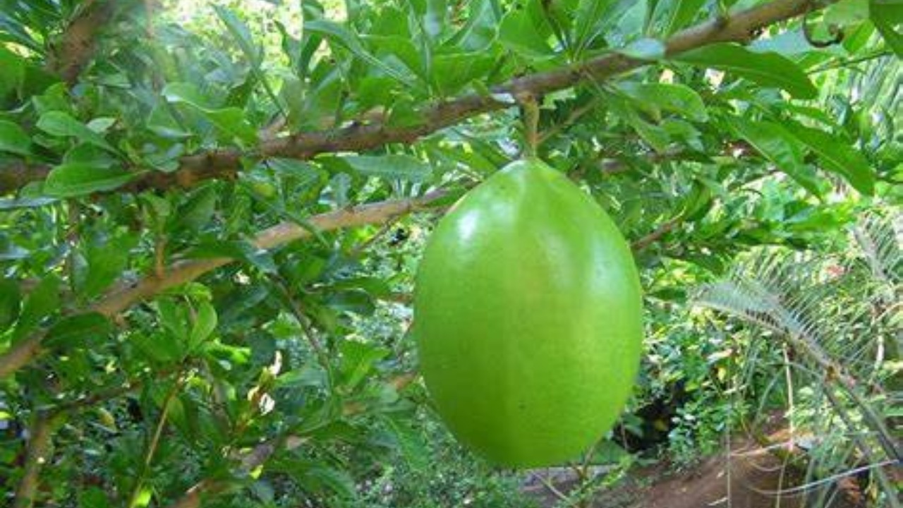 Totumo: caratteristiche e benefici