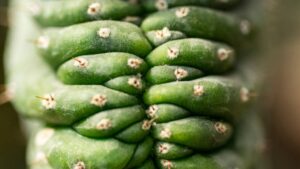 Trichocereus: tutto ciò che c’è da sapere su questo cactus