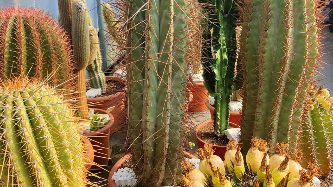 vasi di trichocereus