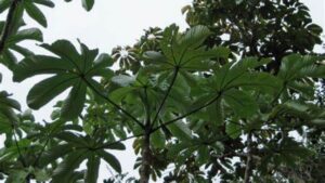 Yagrumo: l’albero che trasforma l’ecosistema