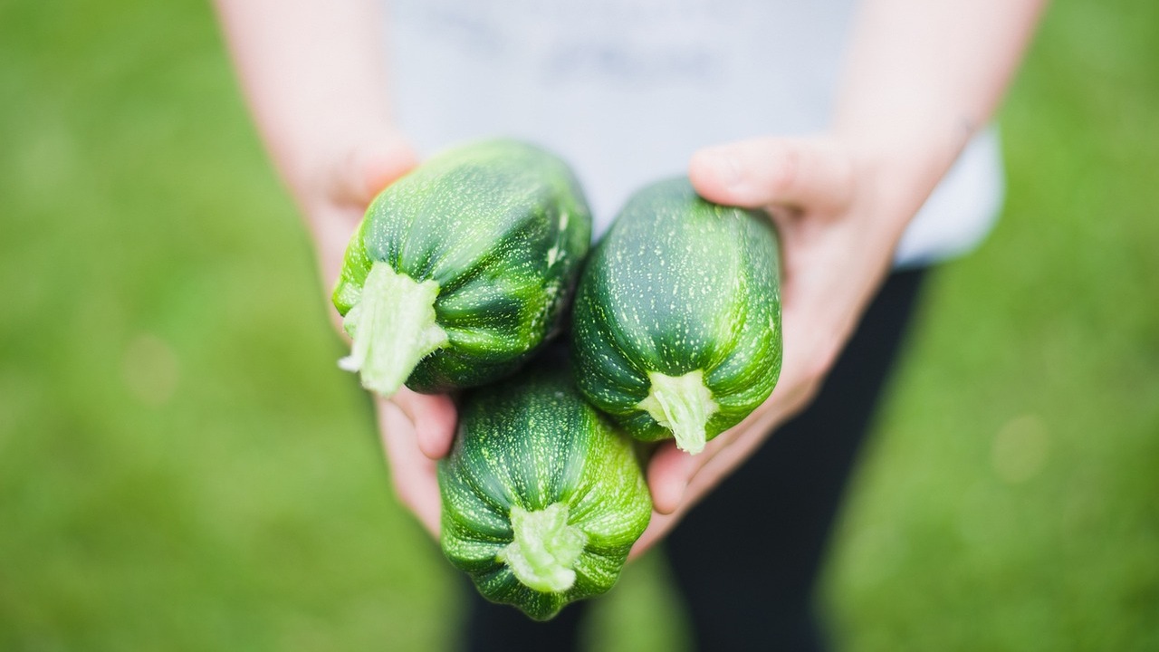 Zucchine: come ottenere un buon raccolto