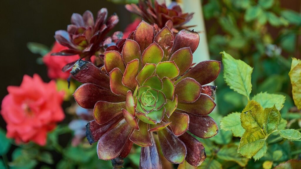 Aeonium arboreum, la succulenta di facile coltivazione nota anche come rosa irlandese