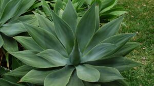 Agave attenuata, l’agave cigno per chi non ama le spine