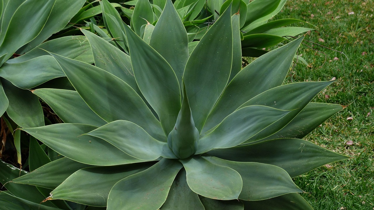 agave attenuata