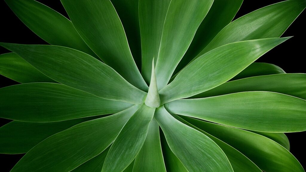 agave cigno
