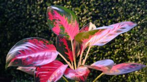 L’aglaonema ha le foglie gialle, macchiate, arricciate o mosce – niente paura, vi svelo cosa fare