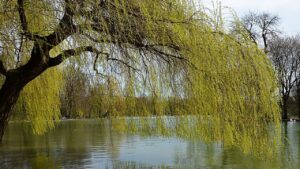 Alberi che sarebbe meglio non piantare vicino a casa