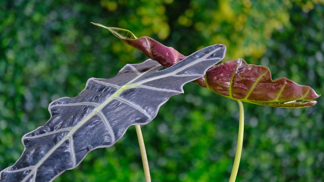 alocasia orecchie elefante