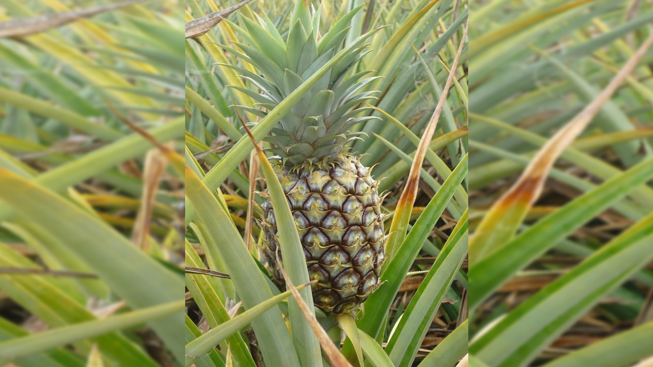 ananas