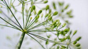 Aneto: tutto ciò che c’è da sapere su questa pianta aromatica