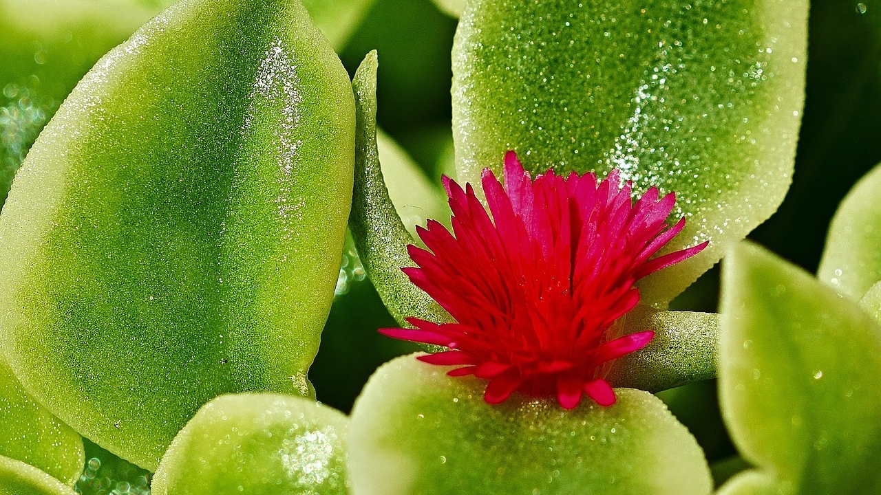 fiore di aptenia