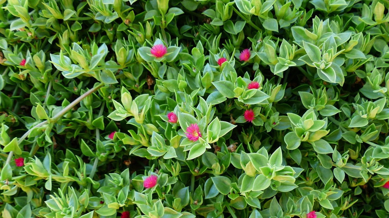 aptenia fiorita