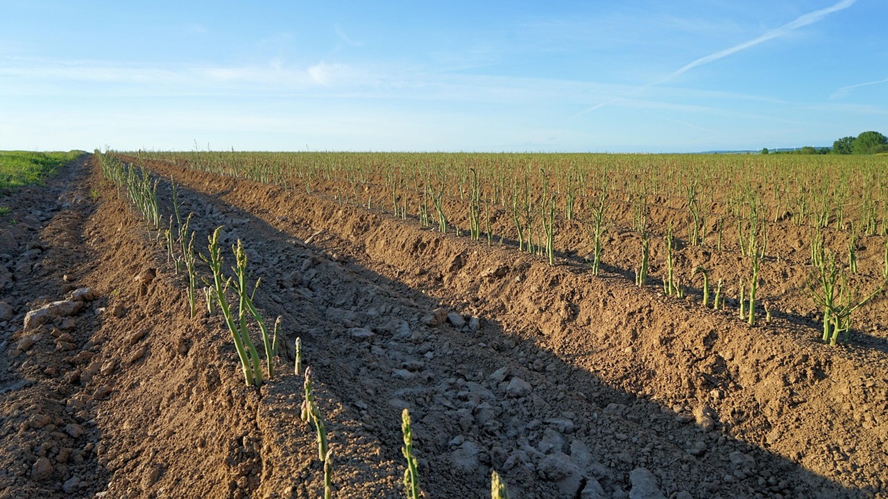 asparagi campo