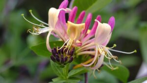 Caprifoglio, non solo un fiore poetico e delicato: tutte le insospettabili proprietà benefiche