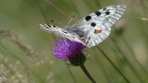 Il cardo selvatico non è solo un’erbaccia: come usare il Cirsium vulgare per la nostra salute