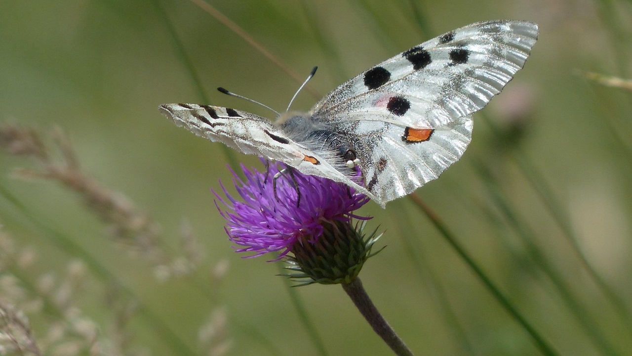 cardo selvatico farfalla