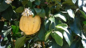 Come coltivare il cedro con successo (anche in vaso)