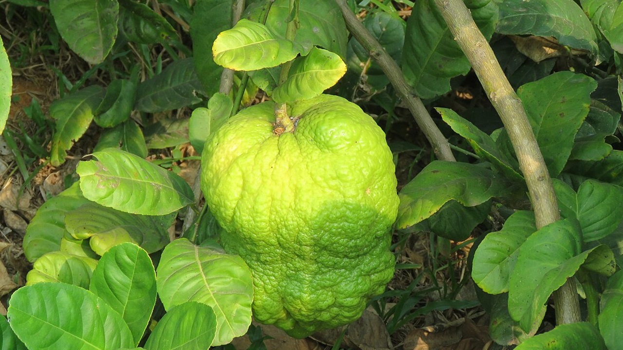 cedro agrume