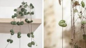 Ceropegia woodii: usi, benefici e curiosità sulla collana di cuori