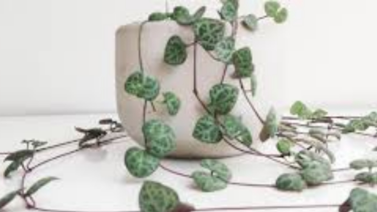 ceropegia woodii cresciuta