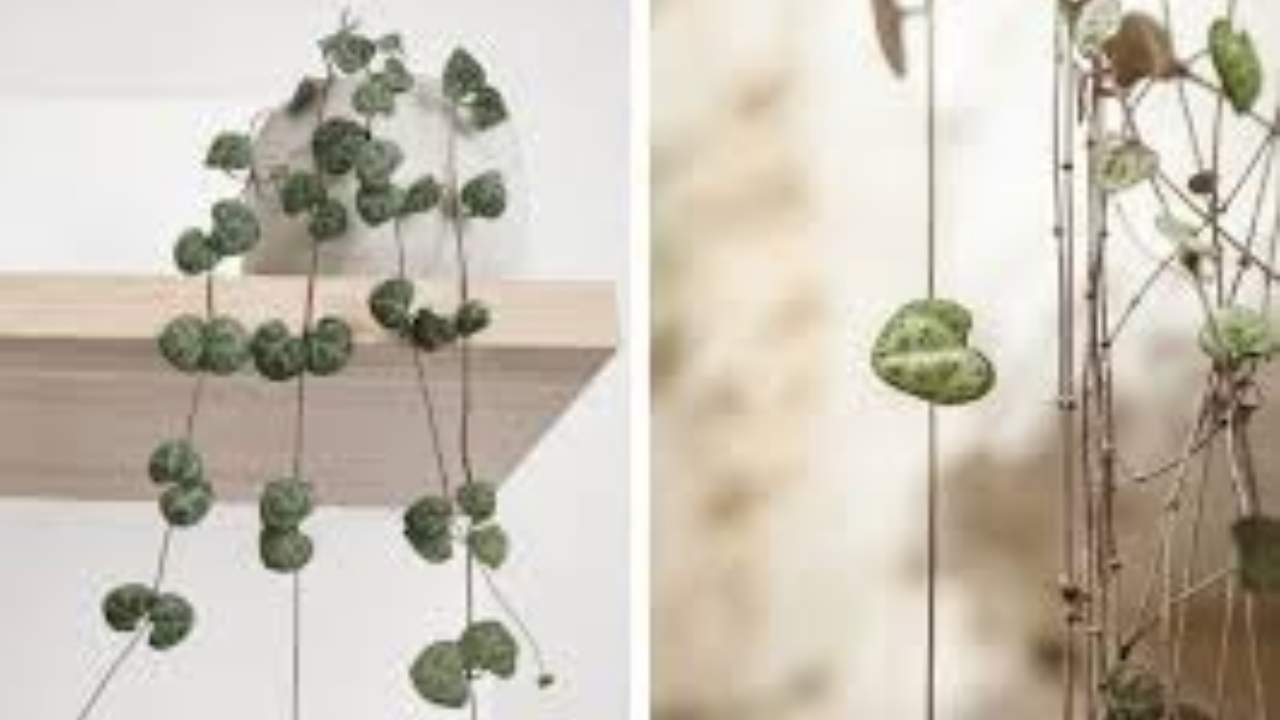 ceropegia woodii pendente