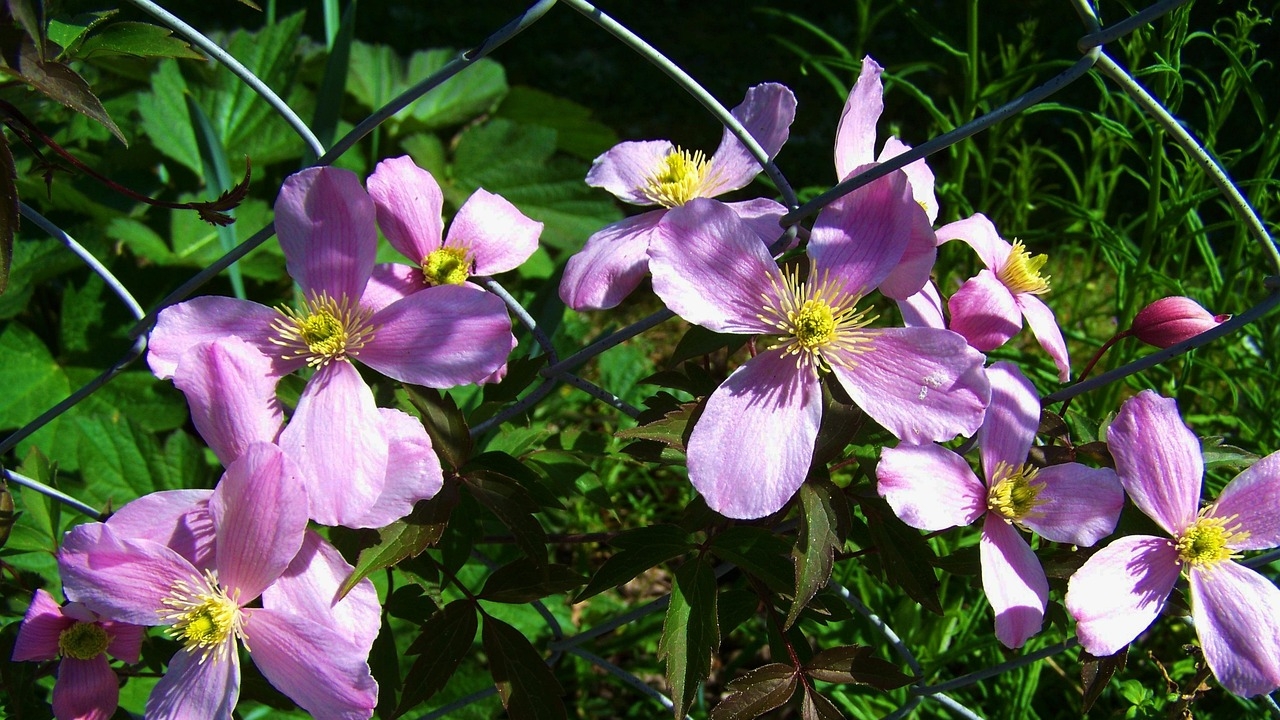 clematide rampicante