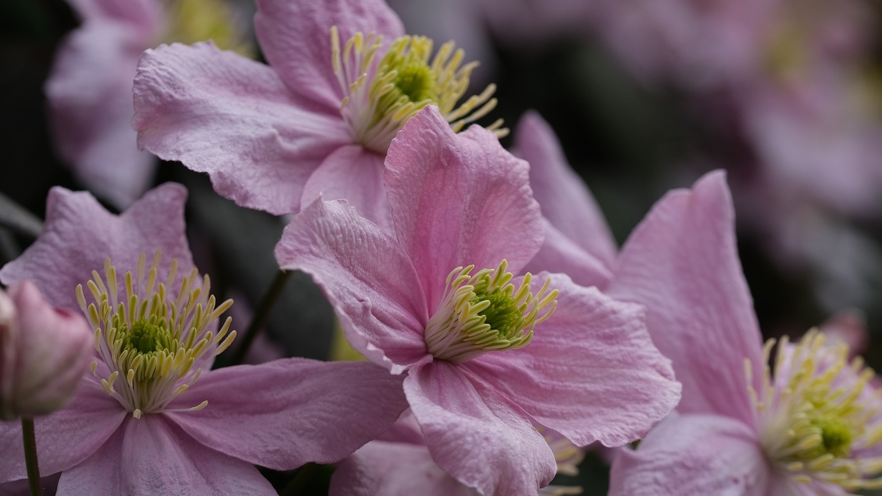 fiori di clematide
