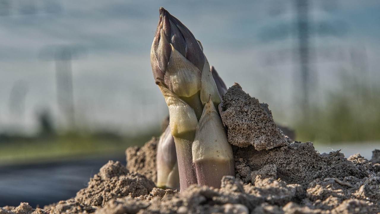 coltivare asparagi
